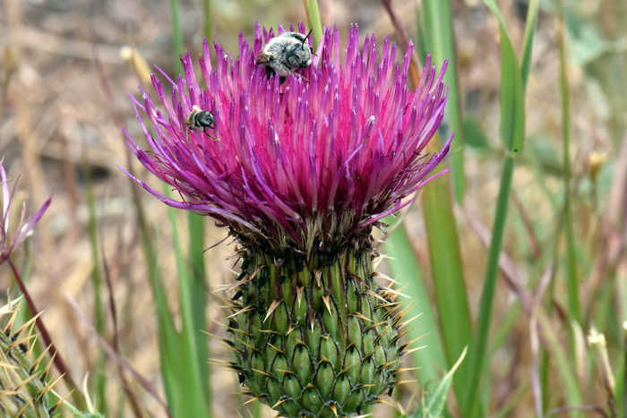 Yellowspine Thistle and all thistles of the genus Cirsium are important as a group as they are frequently visited by pollinators such as Native bees, bumblebees and a very large numbers of insects and butterflies. Thistle floral heads are magnets for insects of all kinds. Cirsium ochrocentrum